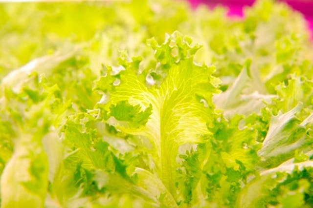Britain’s largest retailer Tesco has introduced a three-lettuce limit on icebergs