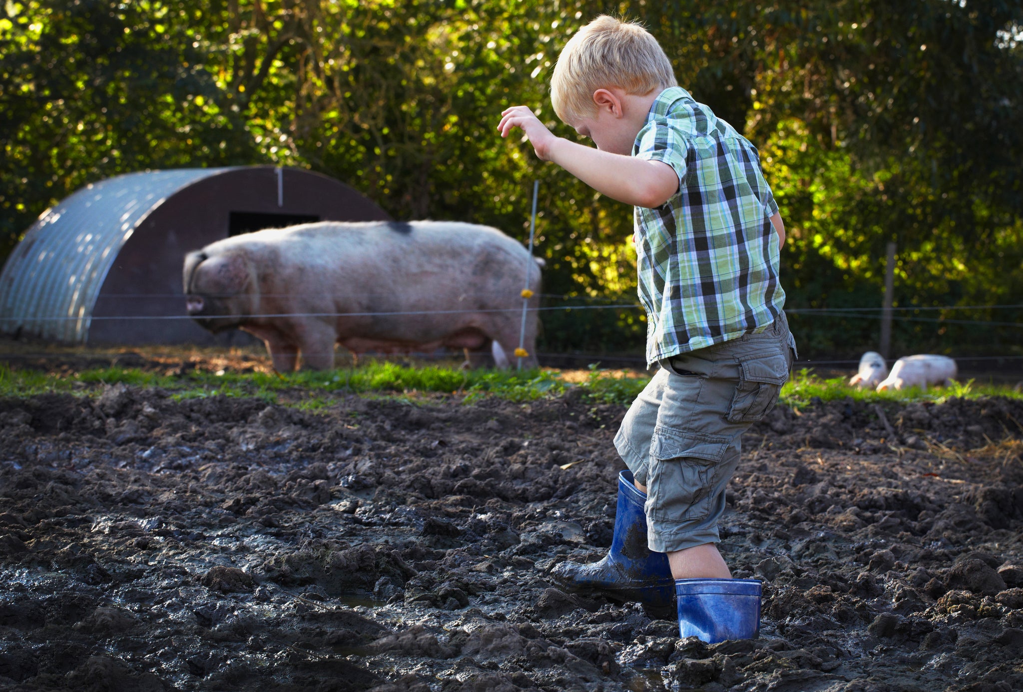 Researchers say growing up on a farm may reduce the risk of developing inflammatory bowel disease