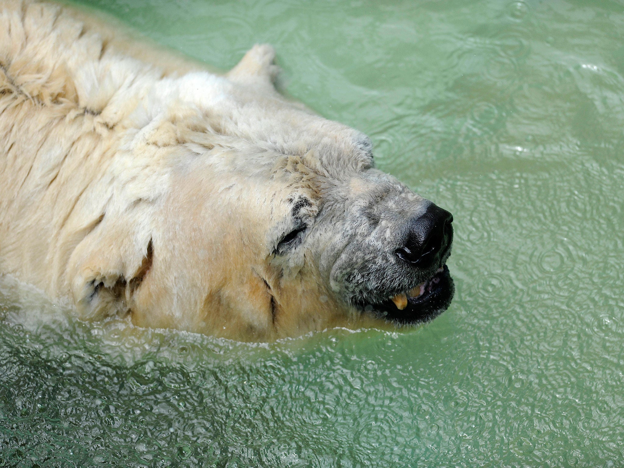 Arturo, the only polar bear in Argentina, living in captivity at a zoo in Mendoza, 1050 km west of Buenos Aires, is pictured at his enclosure on February 5, 2014. Specialists and activists are lobbying to transfer old Arturo to a zoo in Canada to spare hi