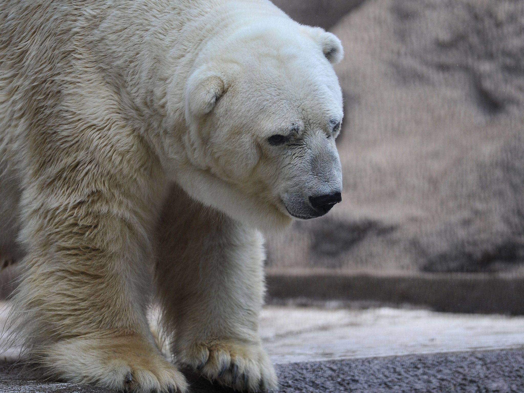 Arturo has been called "the world's saddest animal" after having to live in the boiling concrete enclosure for two decades