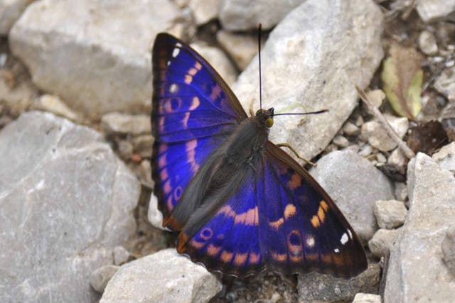 Wing and a prayer: The purple emperor butterfly