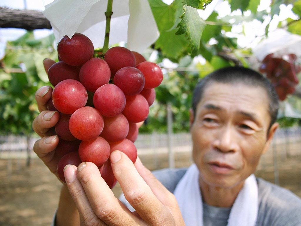 Japanese farmer Tsutomu Takemori displays a cluster of recently-developed 'Ruby Roman' grapes at his vineyard in Kahoku city in Ishikawa prefecture, northern Japan on August 11, 2008.