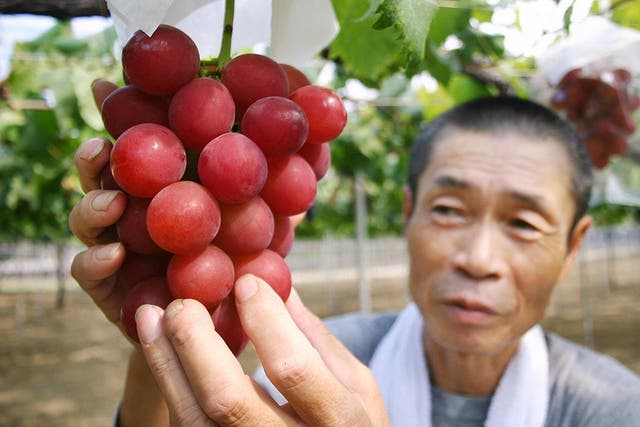 Japanese farmer Tsutomu Takemori displays a cluster of recently-developed 'Ruby Roman' grapes at his vineyard in Kahoku city in Ishikawa prefecture, northern Japan on August 11, 2008.