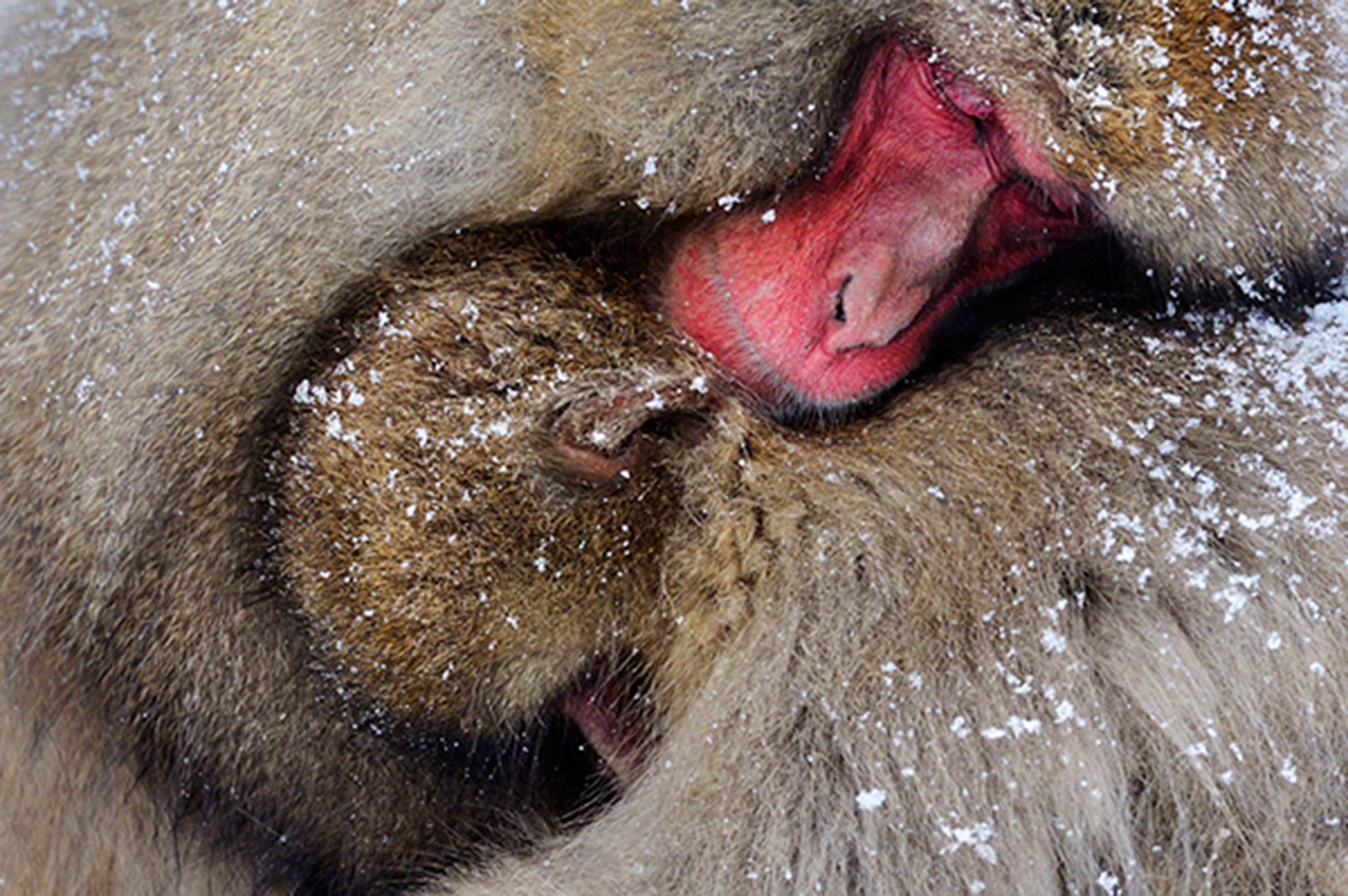 Japanese macaque huddle together