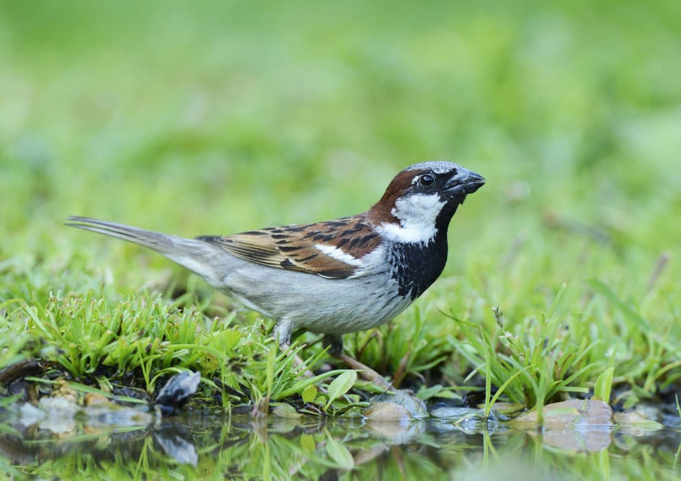 Nature Studies Where Are All The Sparrows In London The Independent 