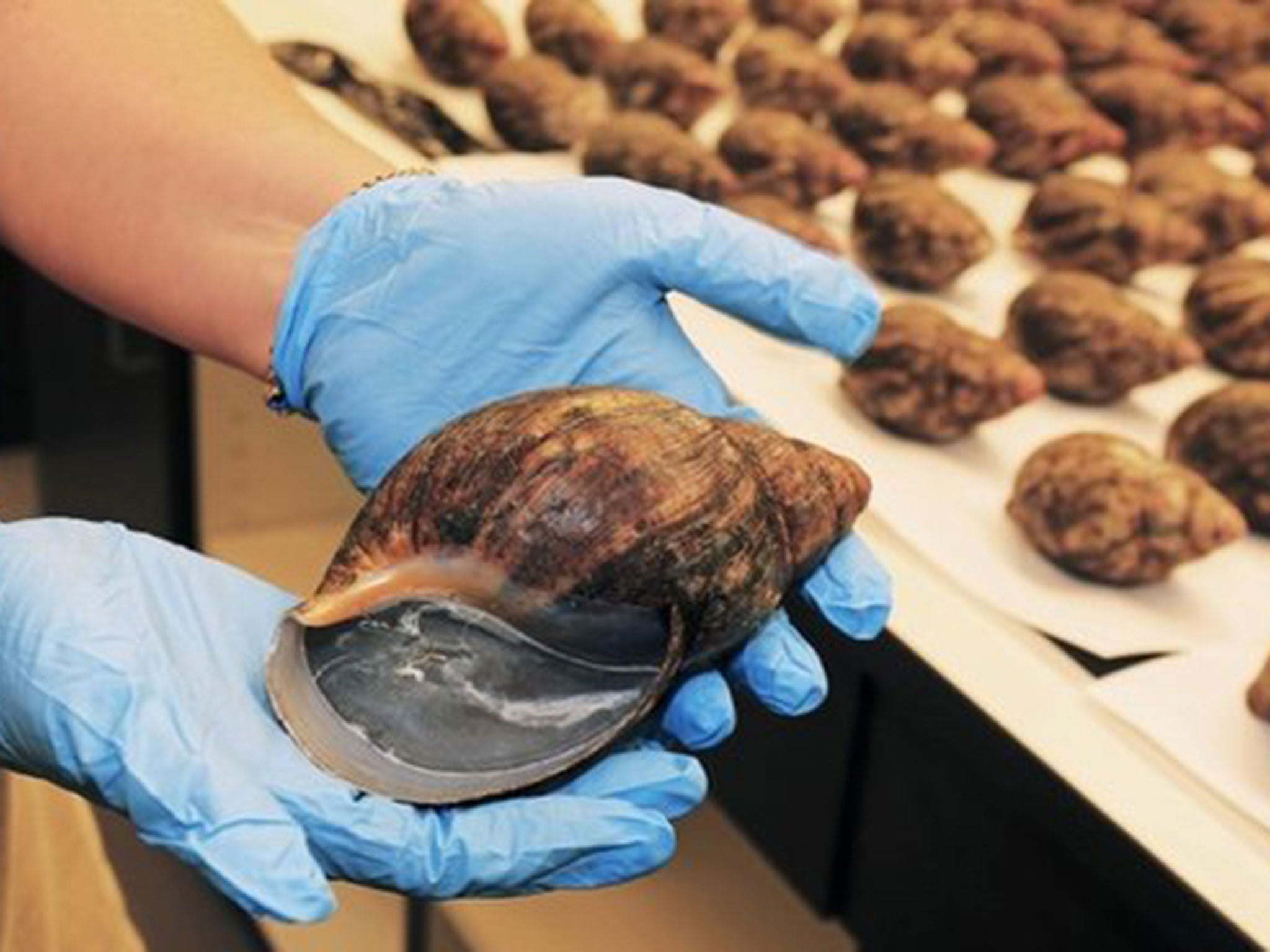 The snails were seized on July 1 at LAX Airport