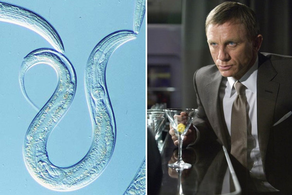 Genetically engineered worms that can't get drunk could lead to a ...