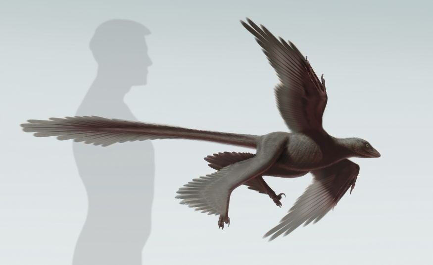 An artist's rendering shows the newly discovered feathered dinosaur, Changyuraptor yangi