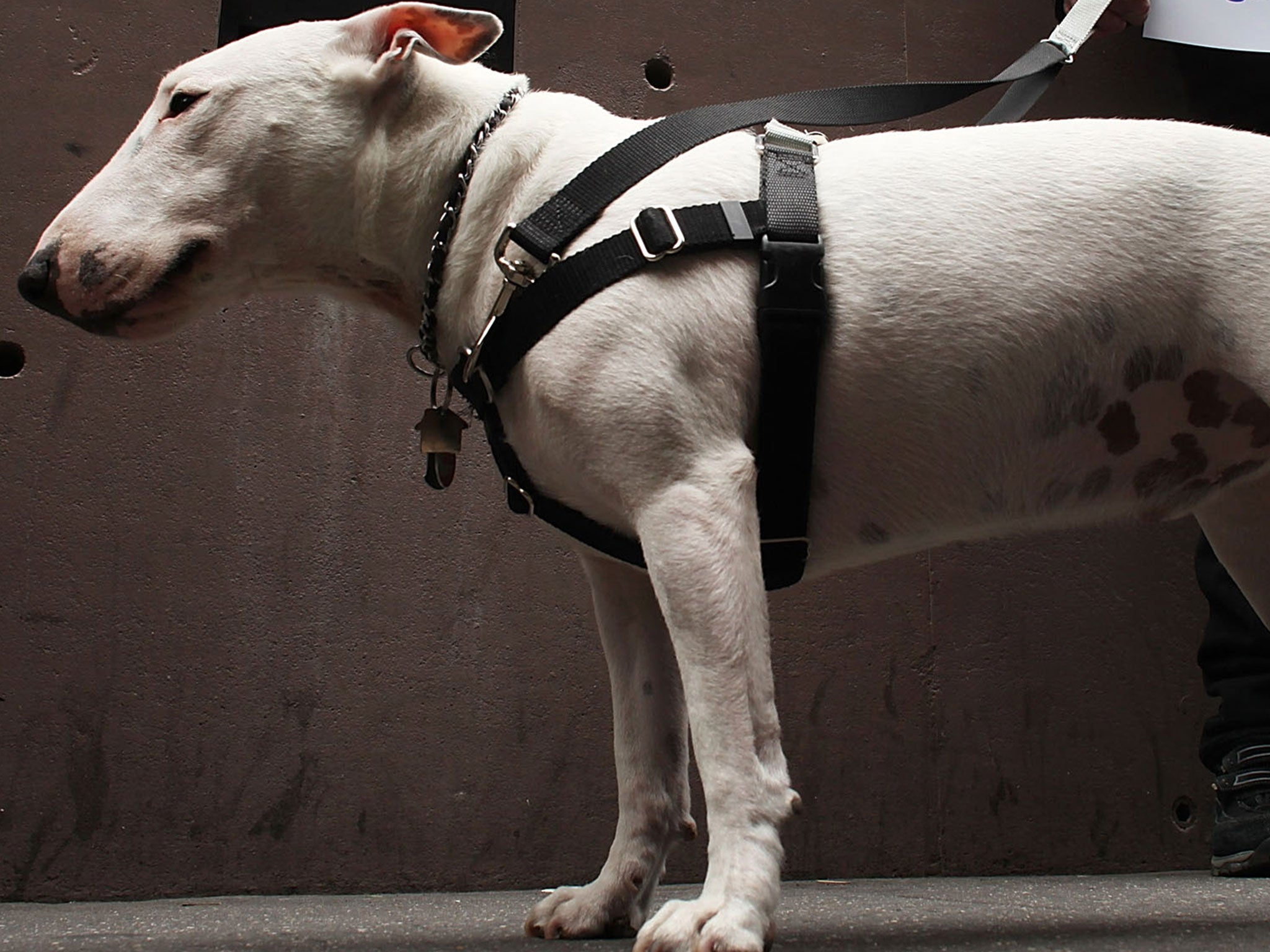 A bull terrier, similar to the dog rescued in Oklahoma.