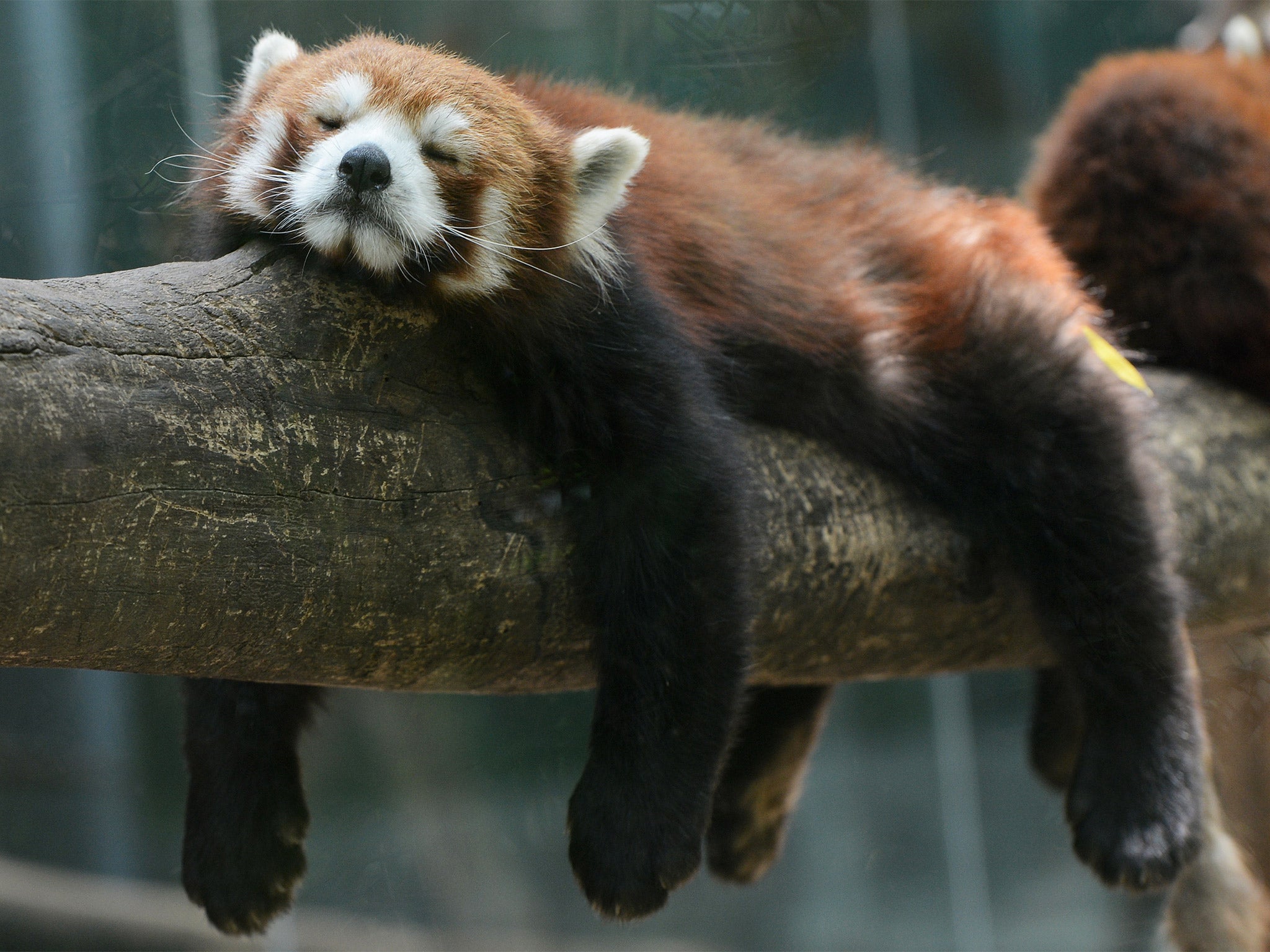 Animal magic: red pandas are threatened in their natural habitat