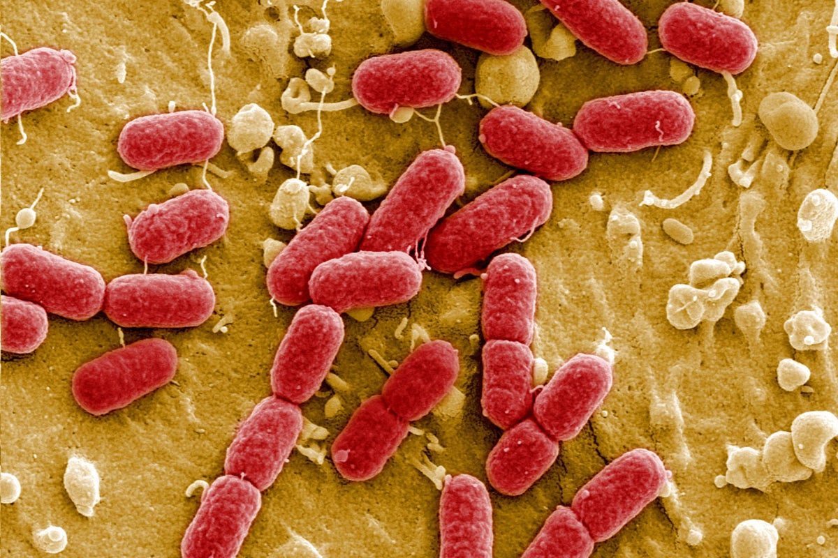 The global health challenge that you might not have even heard of