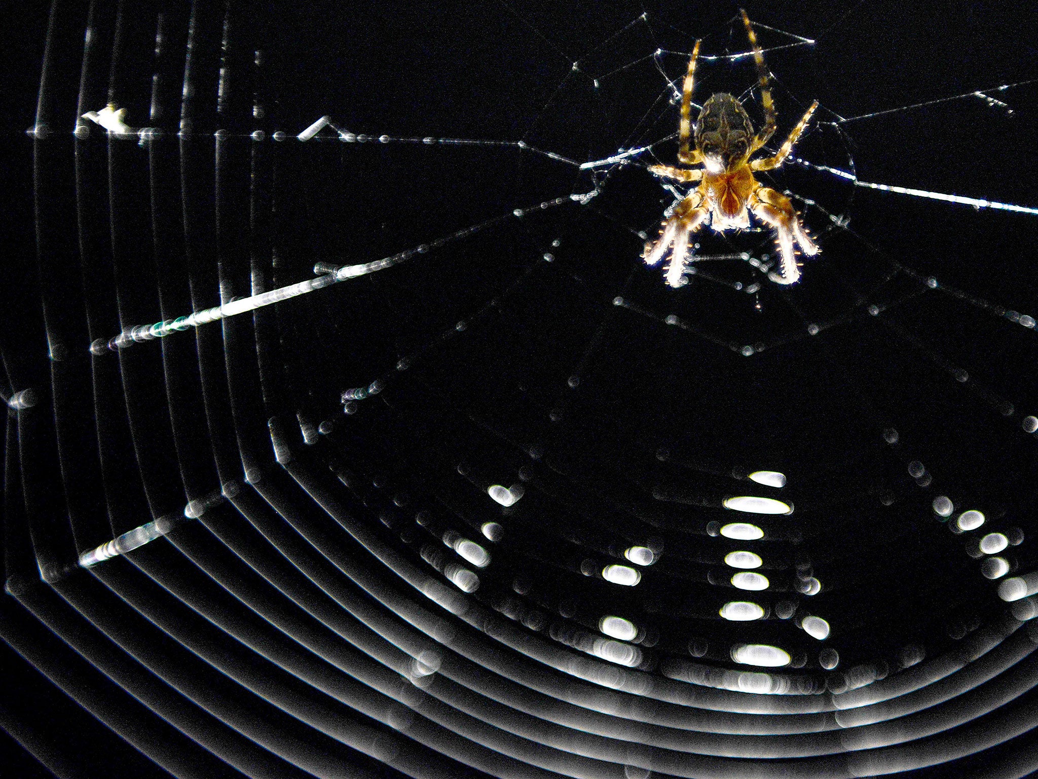 A spider in its net is seen on June 8, 2014 in Bamberg, Germany.