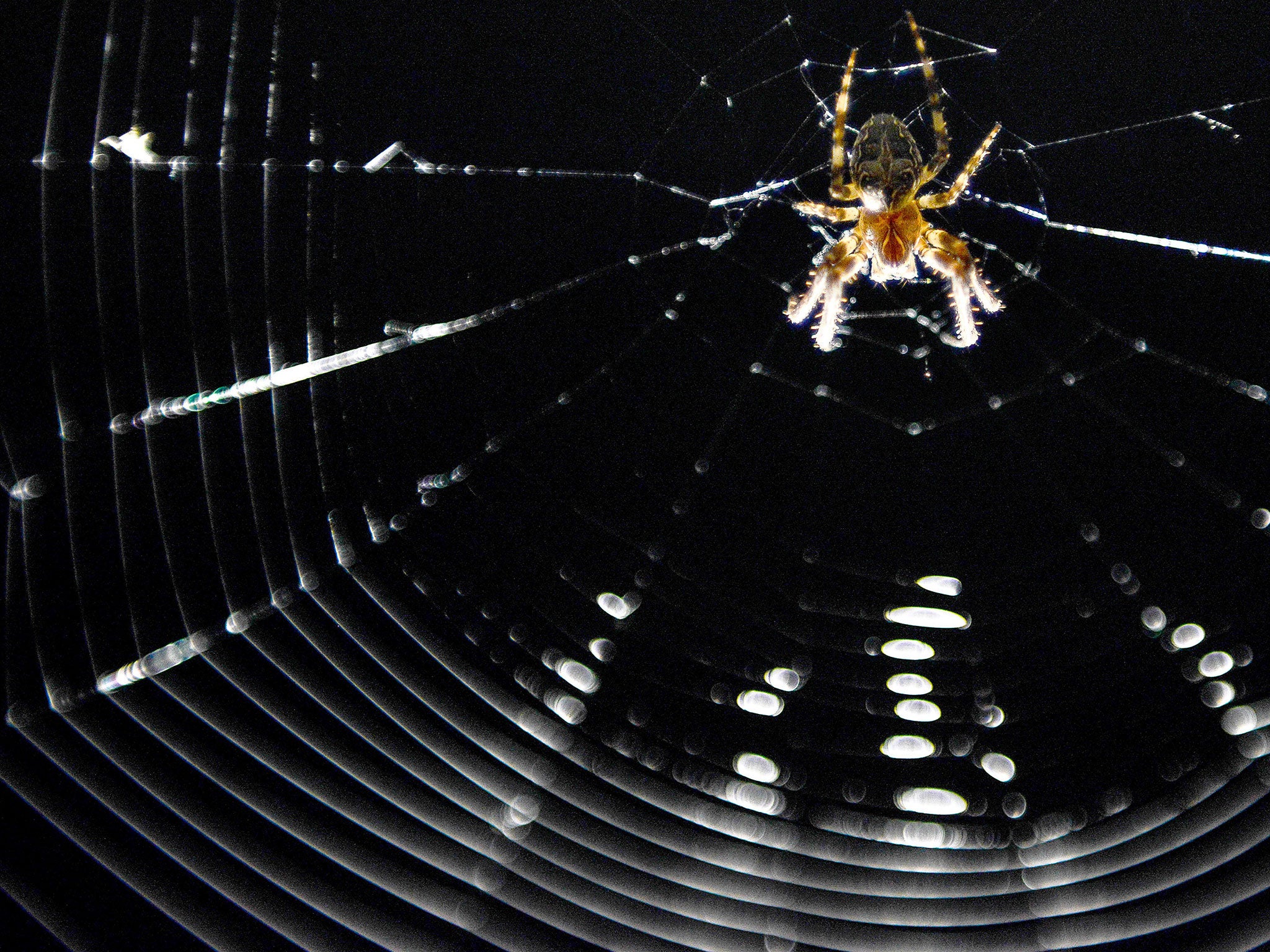 A file photo of a spider in its net