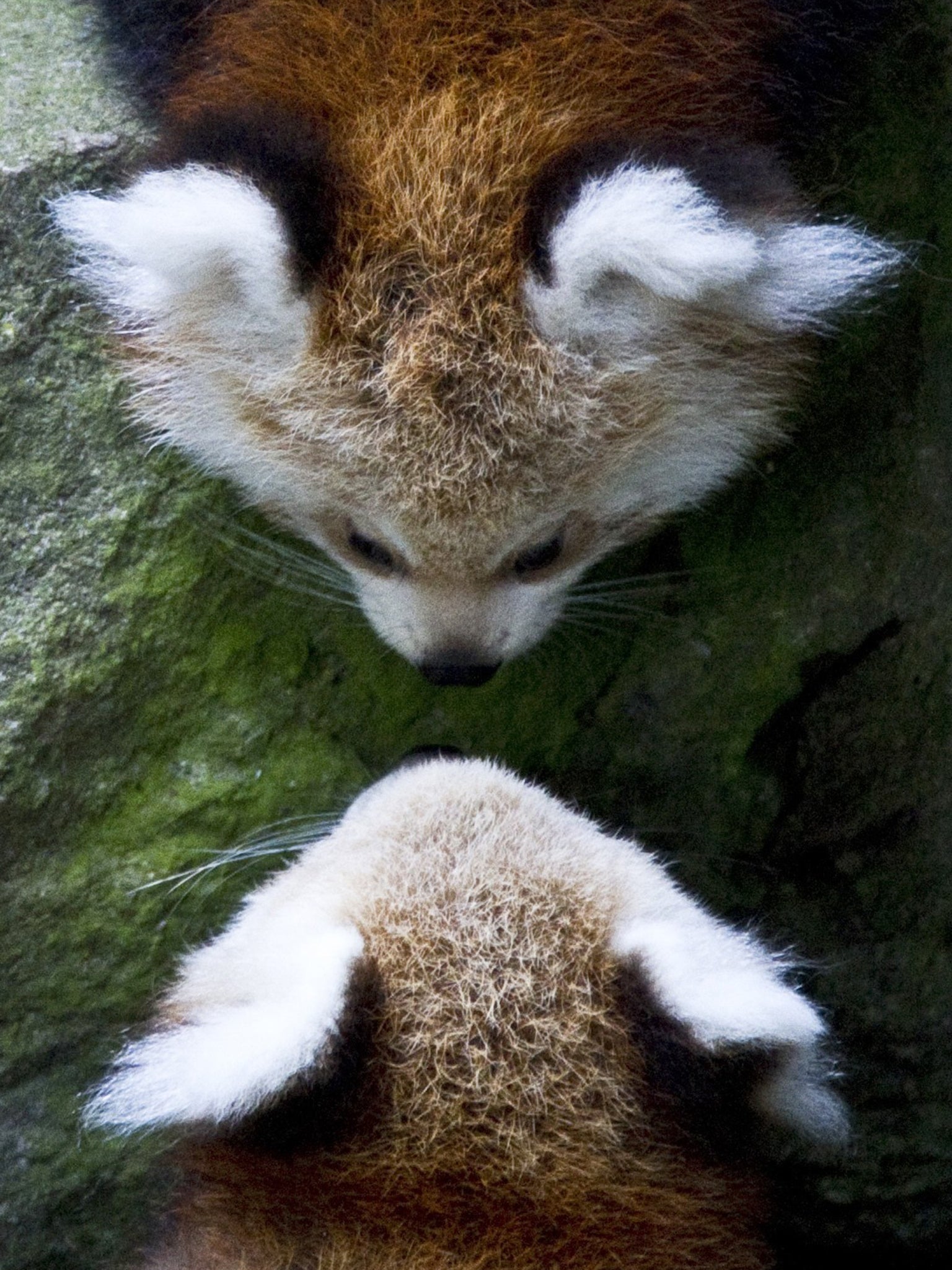 Panda Scared After Earthquake