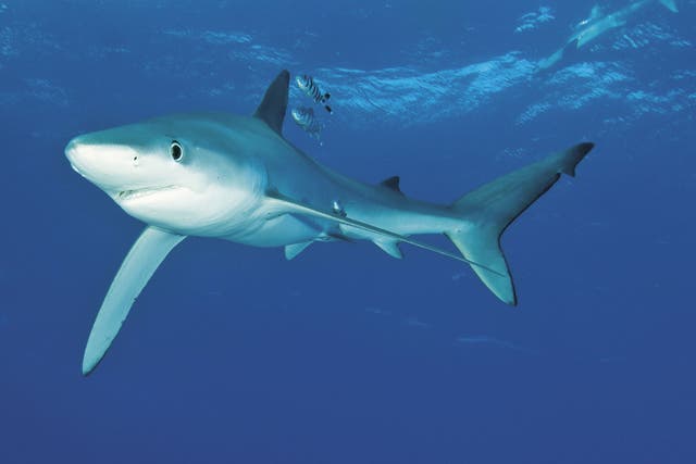 Blue sharks are believed to have been involved in only 13 biting incidents with humans