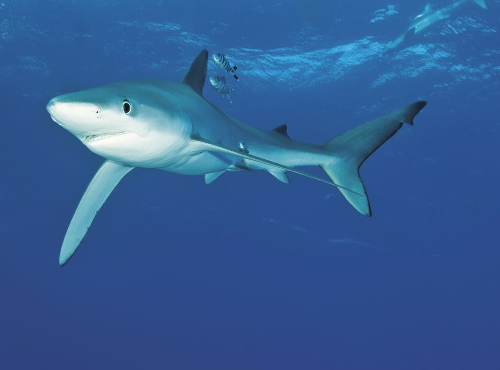 Blue sharks are believed to have been involved in only 13 biting incidents with humans