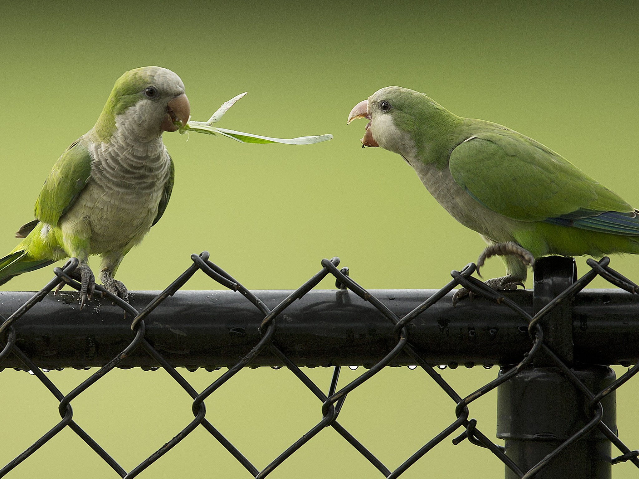 Two feral monk parakeets fight over a blade of grass after a thunderstorm in Cooper City, USA