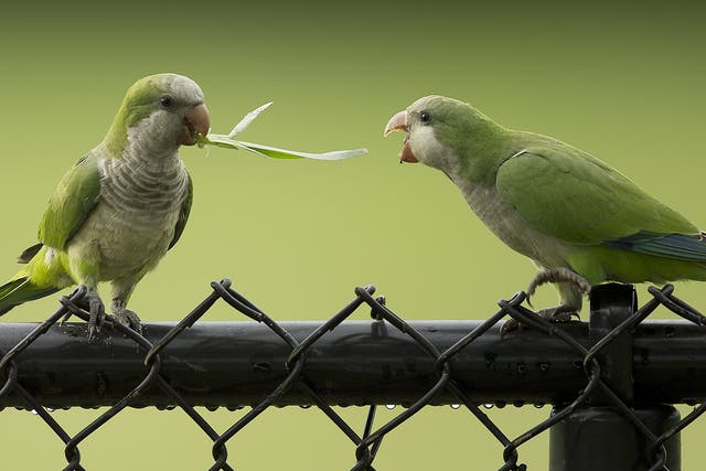 Two feral monk parakeets fight over a blade of grass after a thunderstorm in Cooper City, USA 