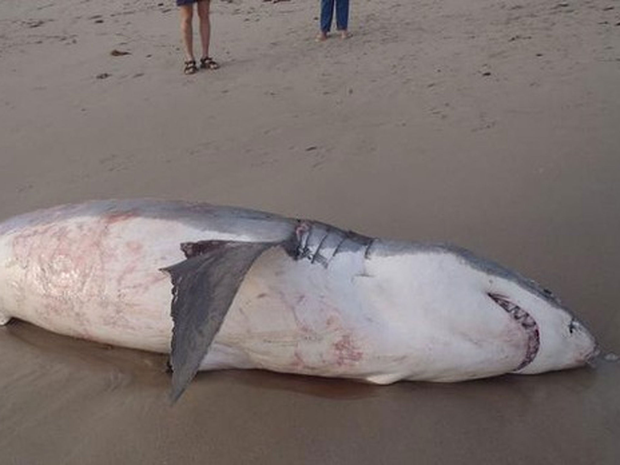 Experts said this great white shark most likely died from choking on a large sea lion that was found stuck in its throat