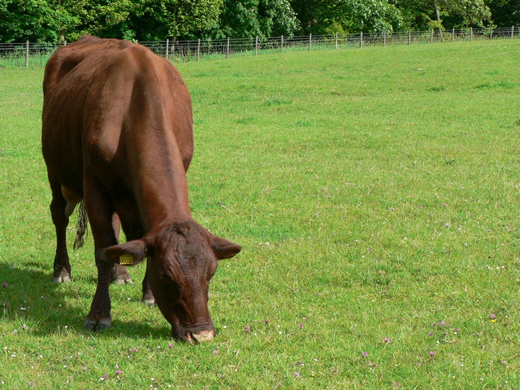 Red Poll Cattle are known for their ability to keep grass under control
