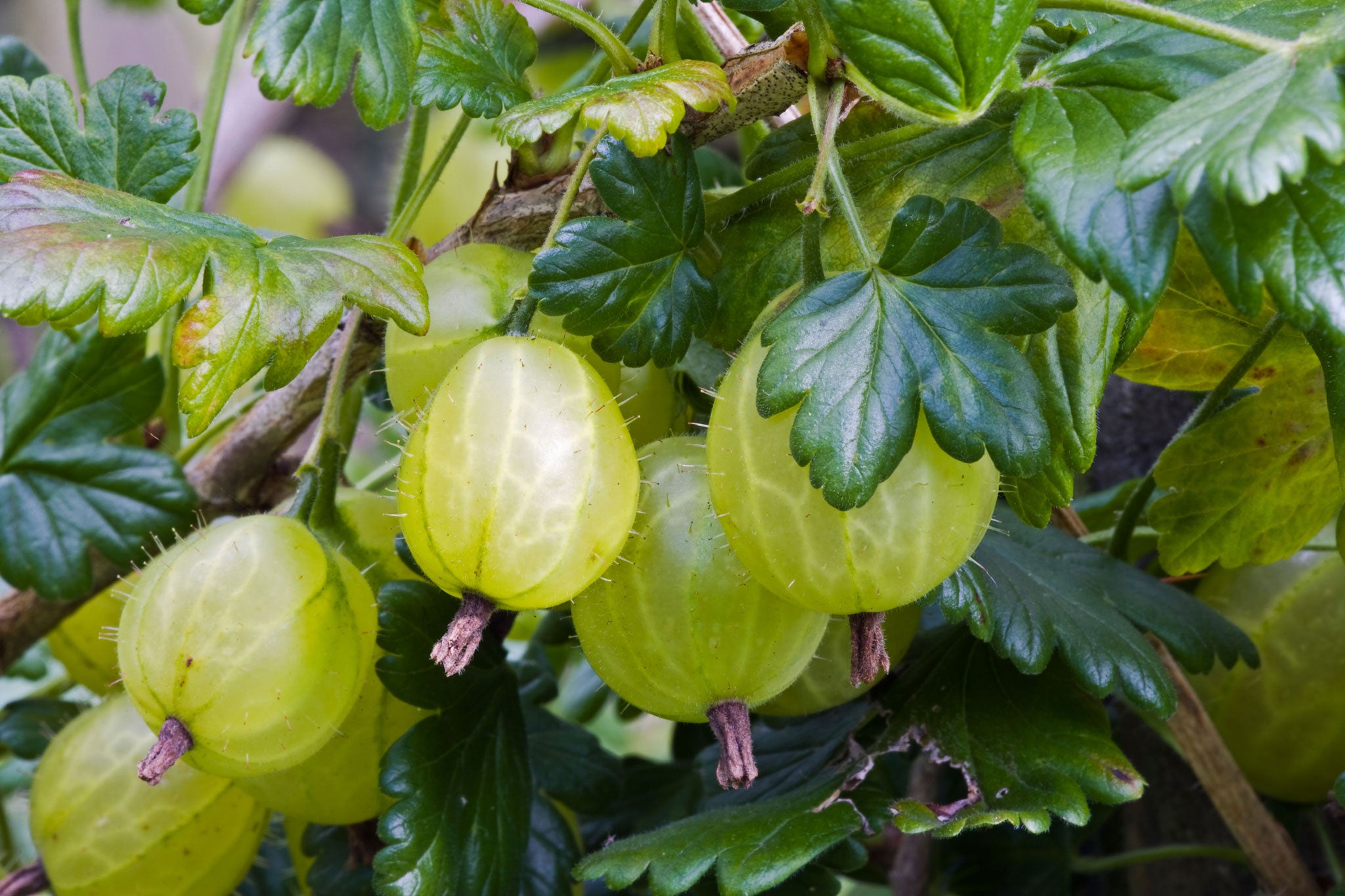 Growing gooseberries is relatively simple: they are self-fertile, so one plant will do