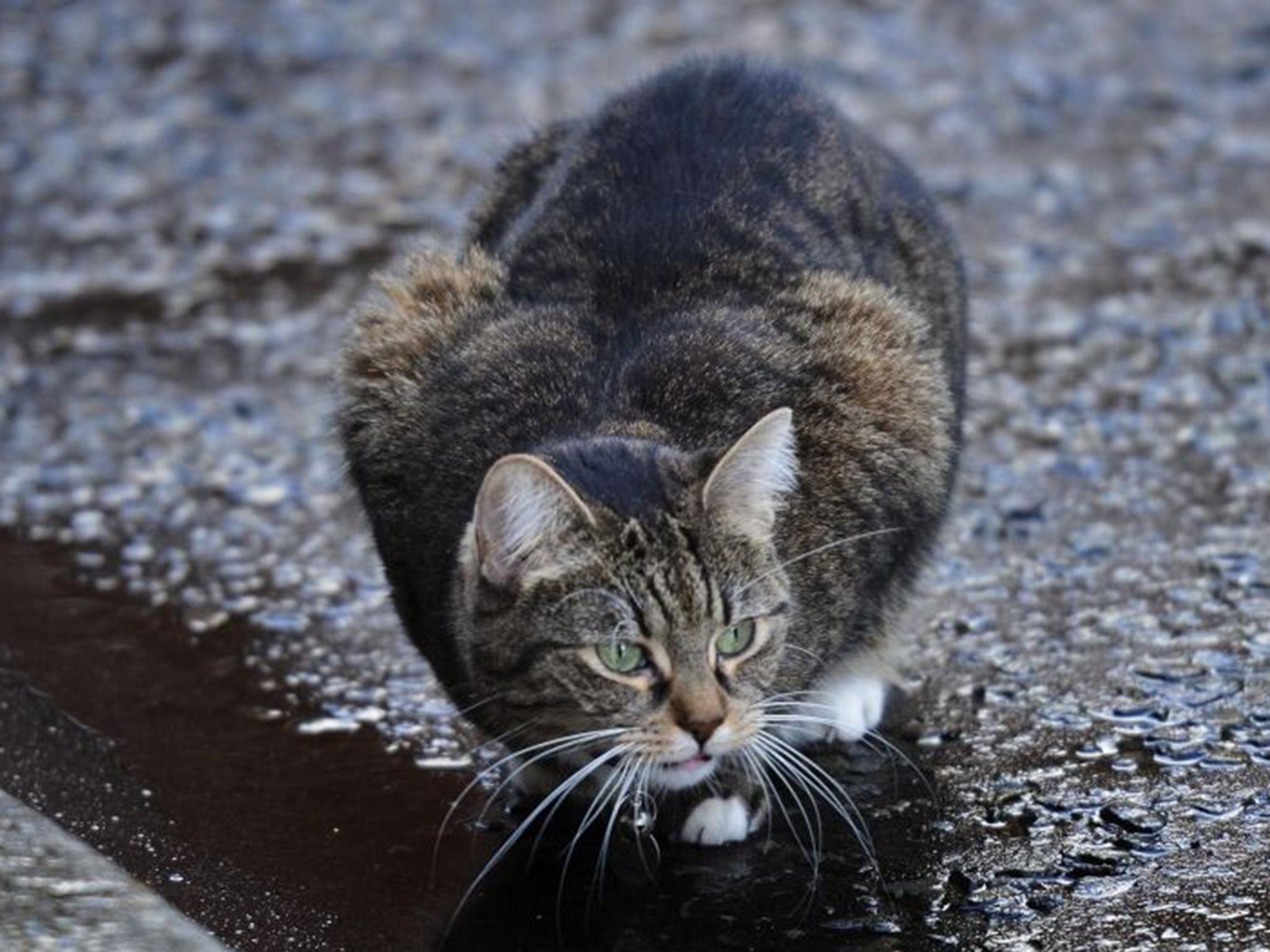 The Osborne’s wandering cat Freya has caused all sorts of consternation in Downing Street