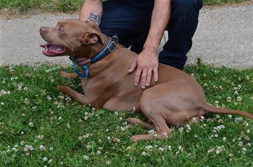 Ace who has been credited with saving the life of his 13-year-old owner