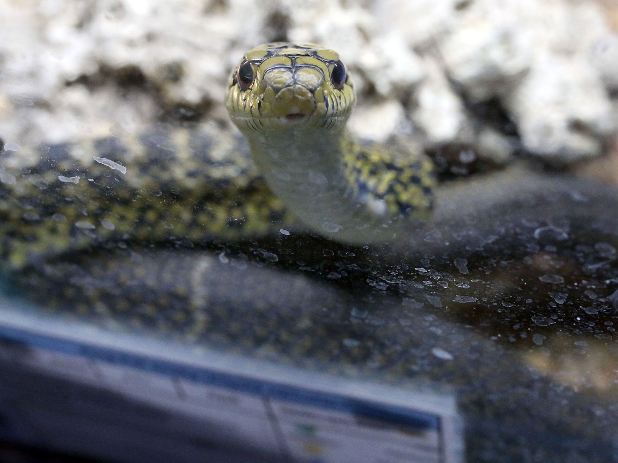 The teenager draped a dead snake around the neck of his victim (file photo)