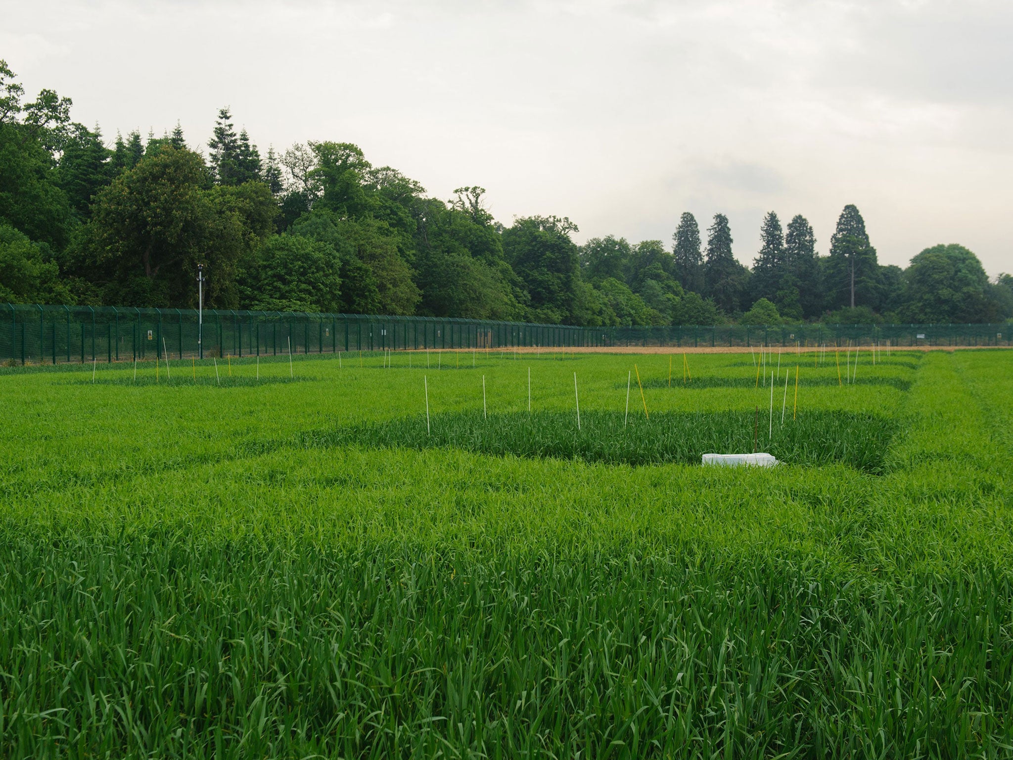 The site of a genetically modified crop trial