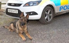 Woman, 73, dies after being bitten by police dog