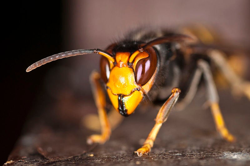 The hornets pose less of a threat to humans than they do to bees