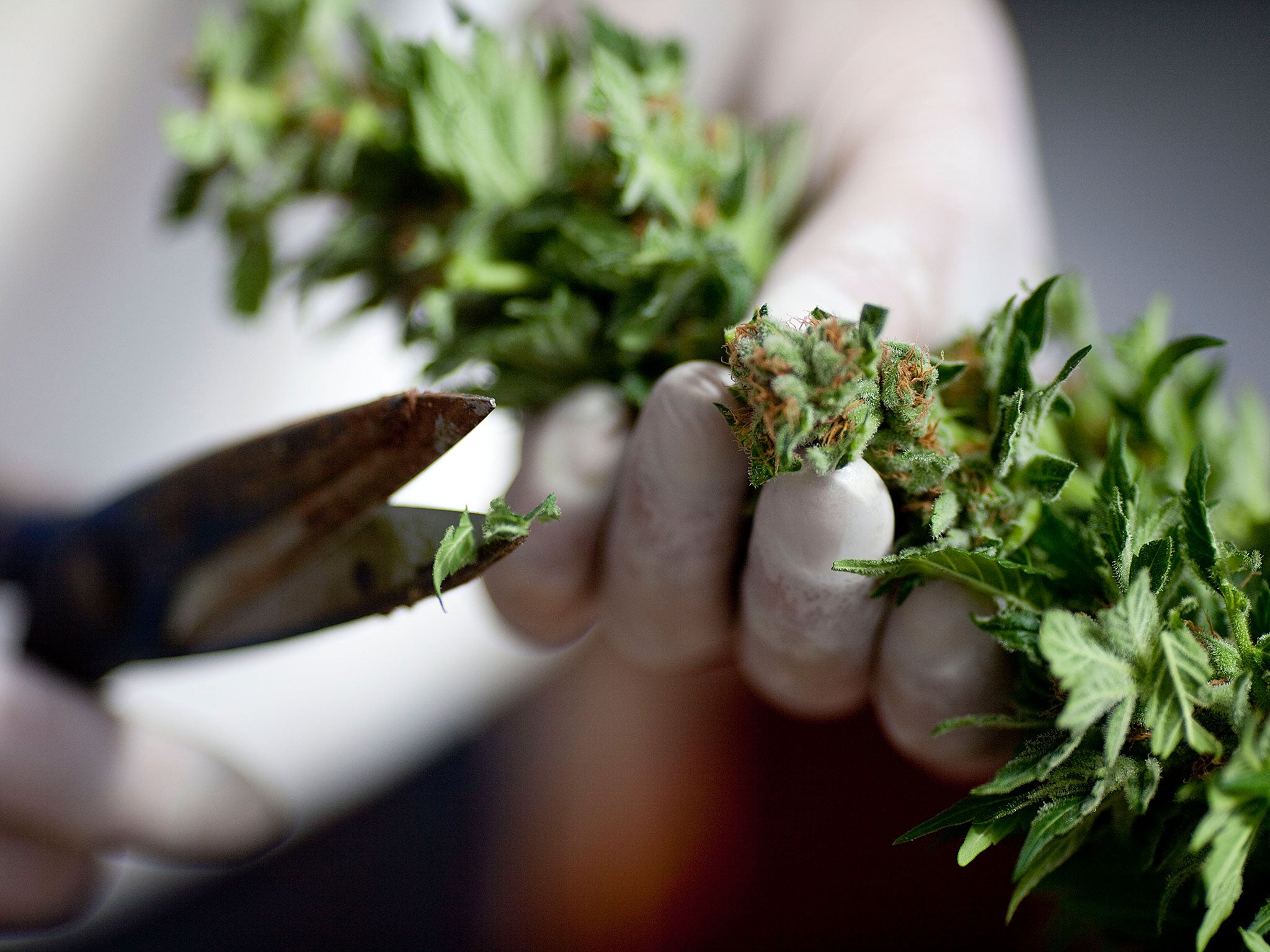 A worker trims a cannabis plant at a legal facility in Israel