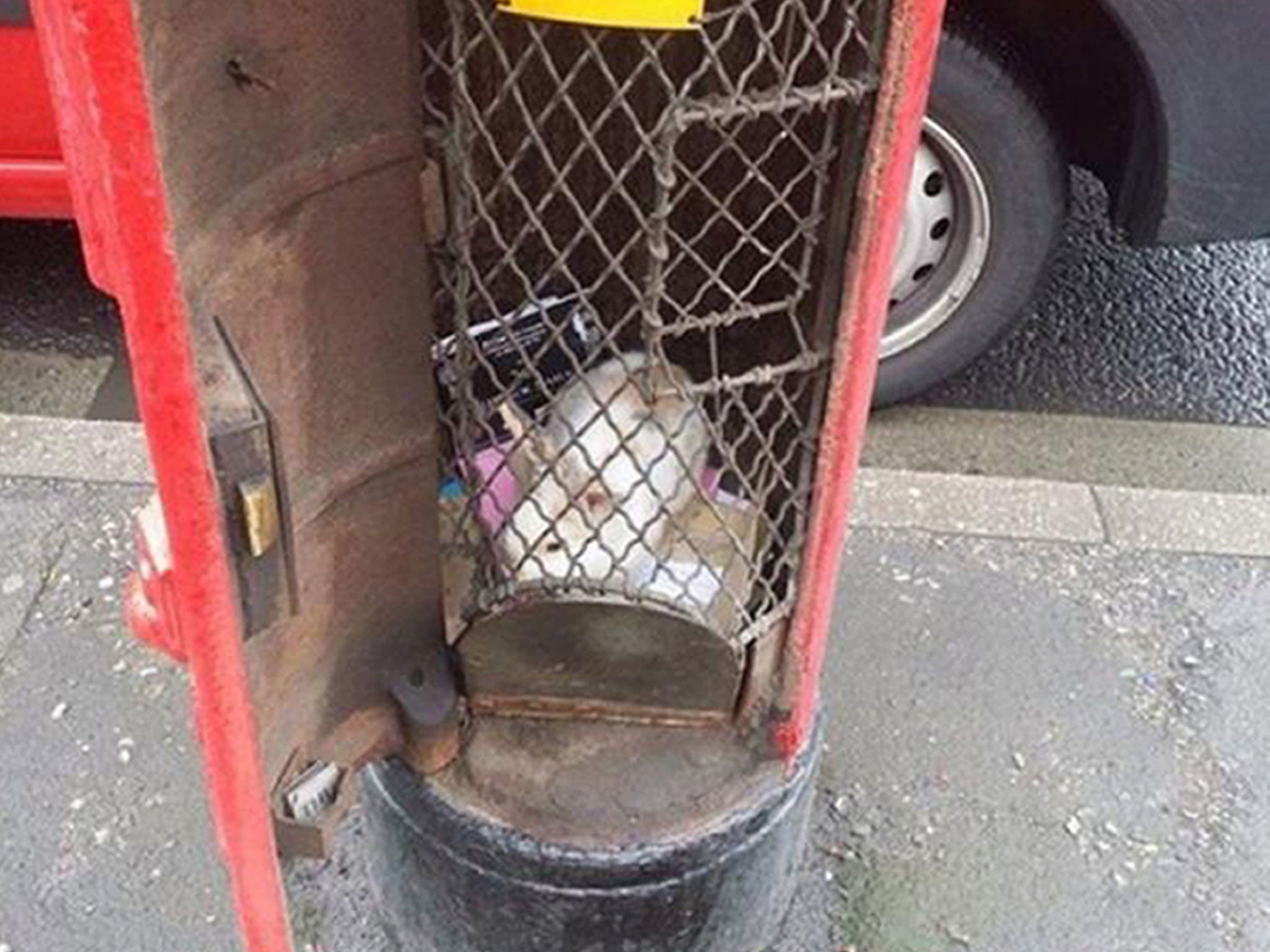 A postman found the rabbit in a postbox in Maltby, South Yorkshire