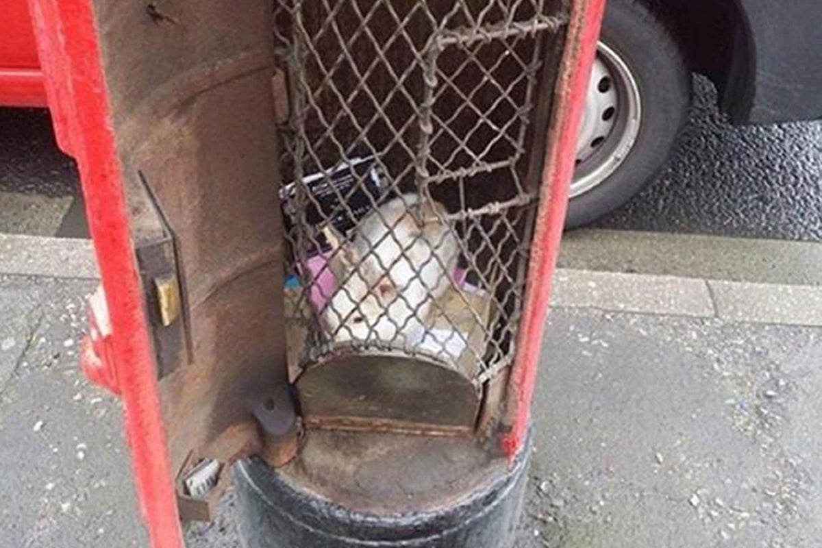 RSPCA to launch investigation into 'silly prank' after stolen pet ...