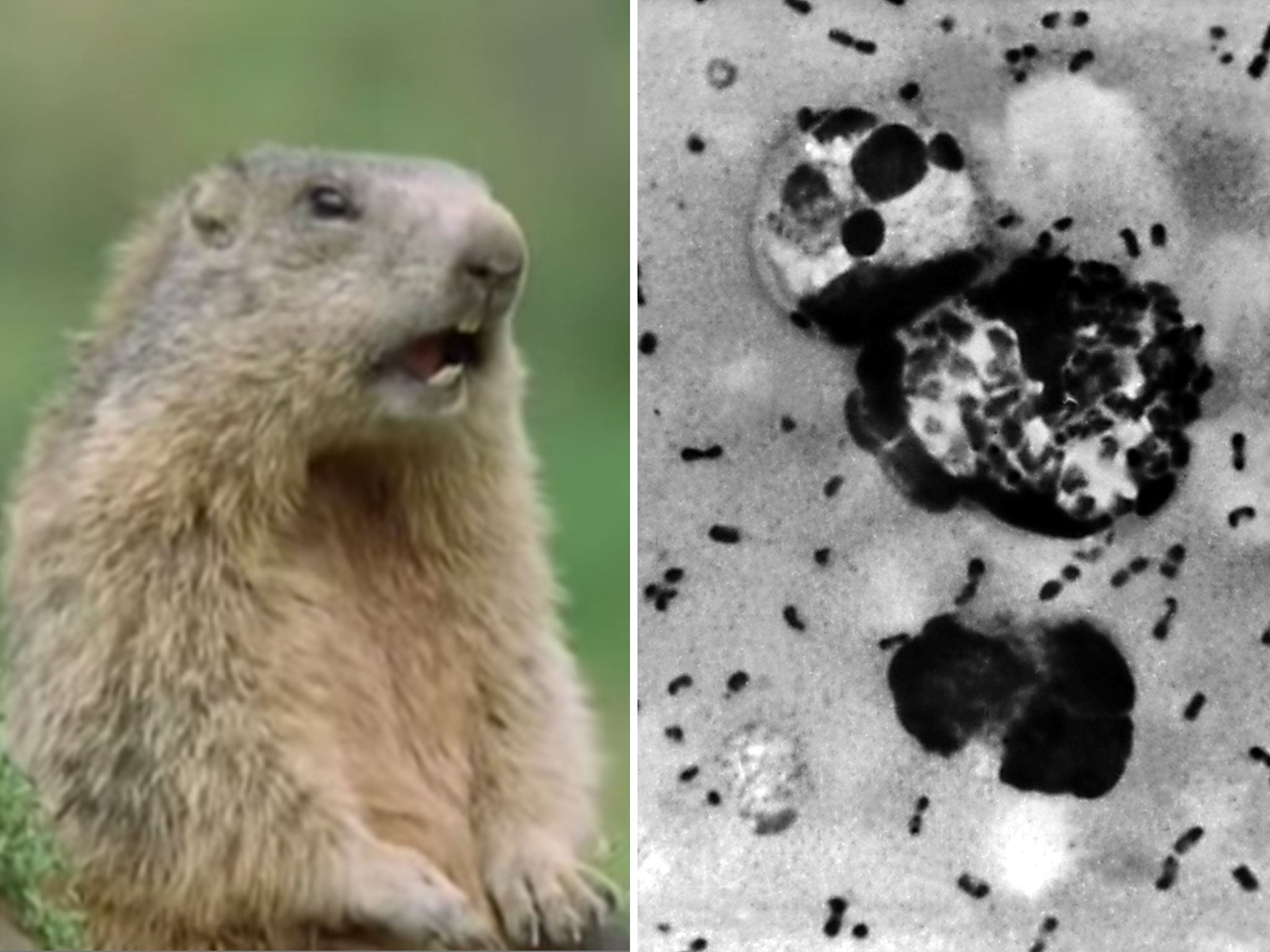 A bubonic plague smear (right), prepared from lymph removed from plague patient. The disease can be carried by small rodents such as marmots (left)