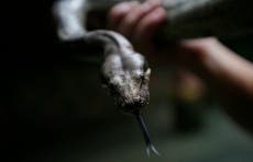 Small children warned over boa constrictor 'loose in Lancashire'