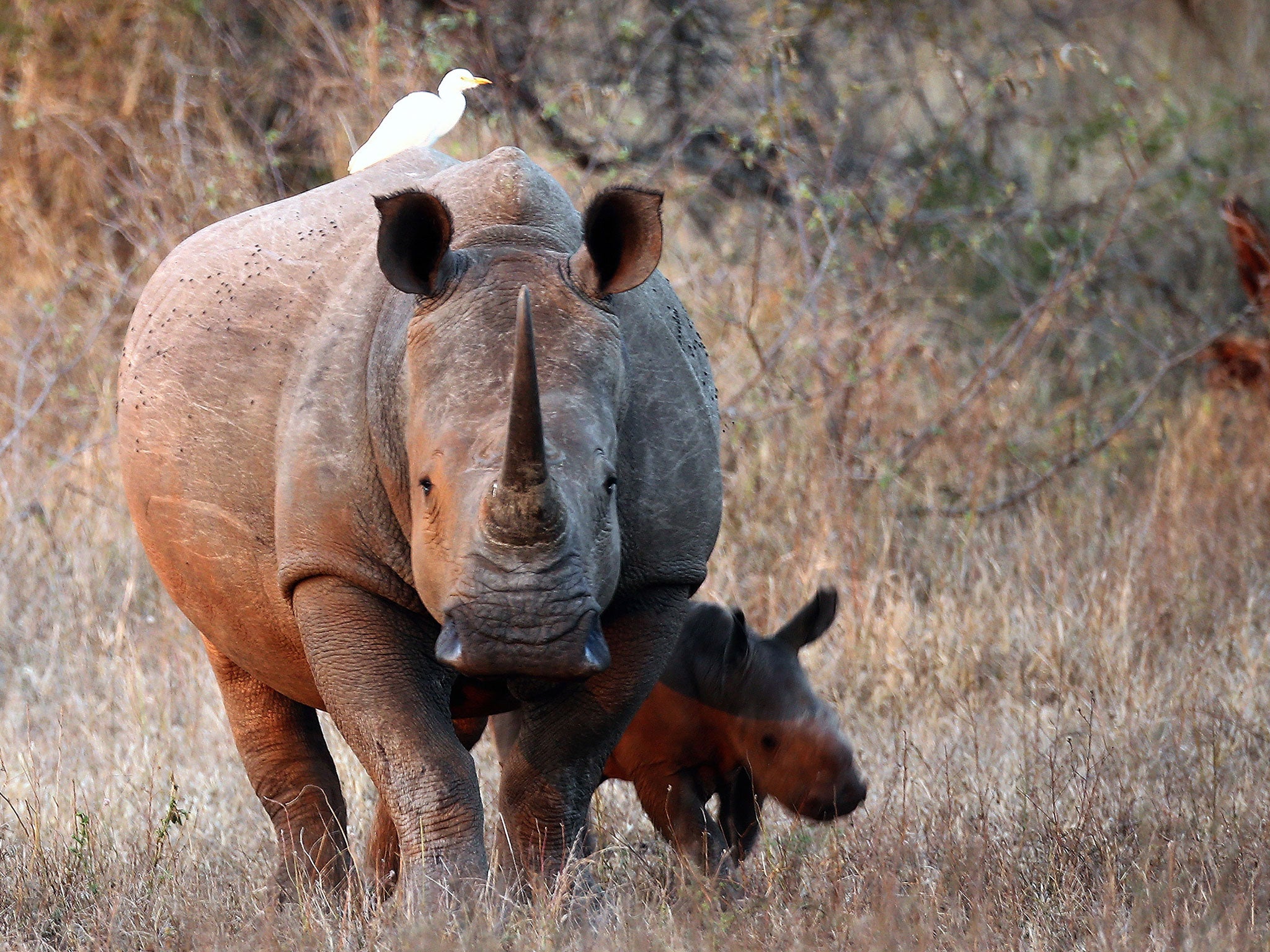 A newborn White Rhinoceros walks with it's mother in Kruger National Park (Getty Images)
