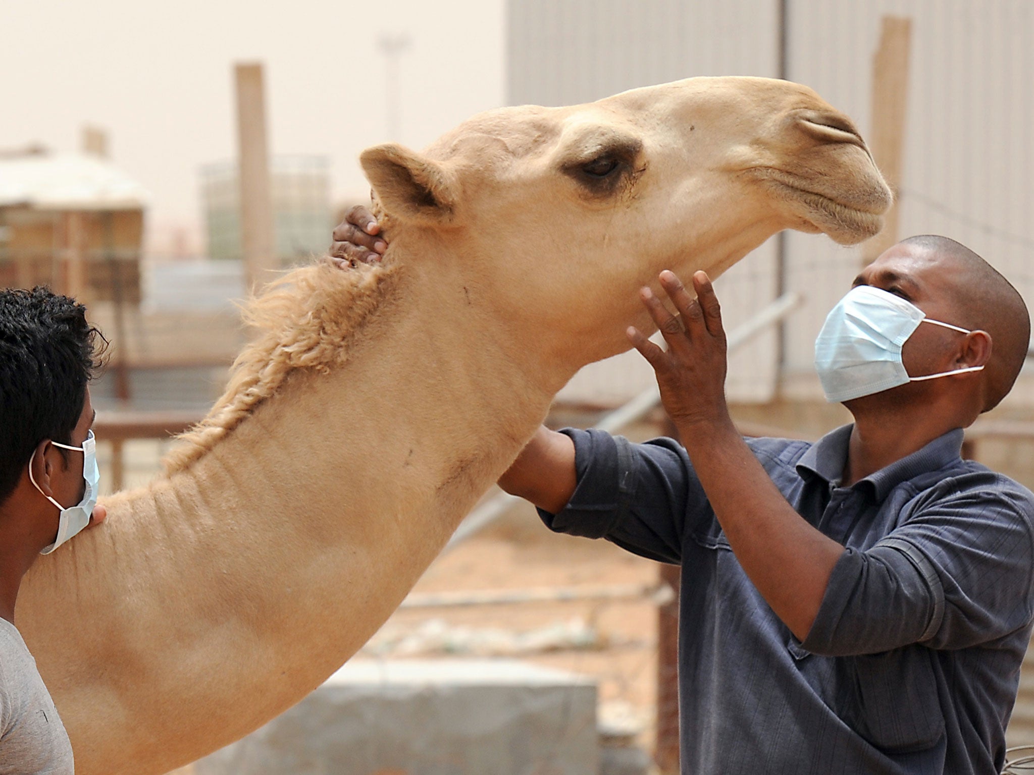 An Indian worker wears a mouth and nose mask as he touches a camel at his Saudi employer's farm on May 12, 2014 outside Riyadh.