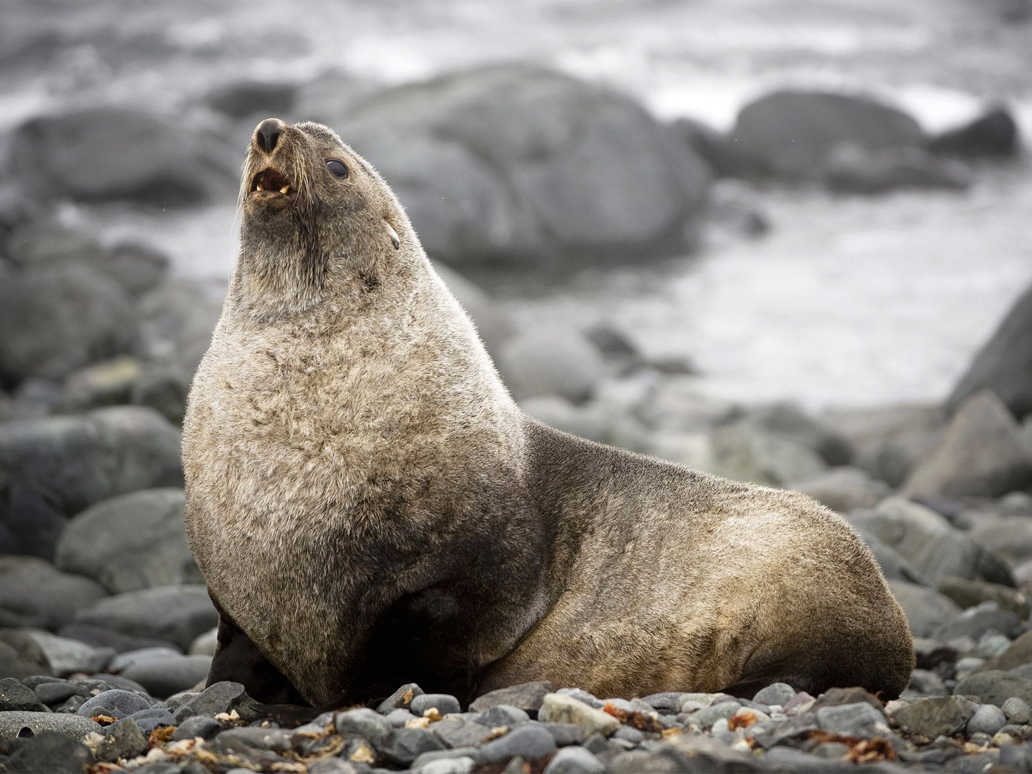 A fur seal on the shore of King George Island, Antarctica