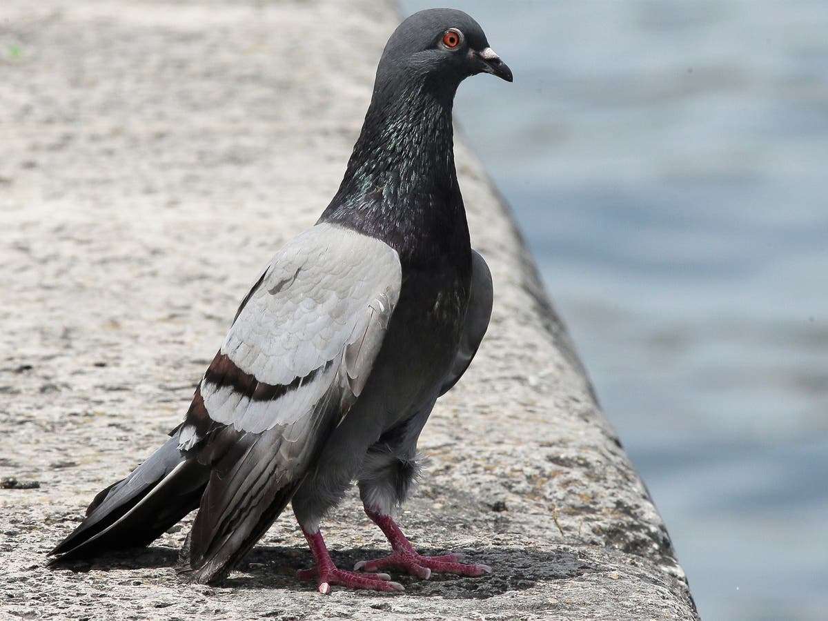 Pigeon 'arrested' in India on suspicion of being used to spy for ...