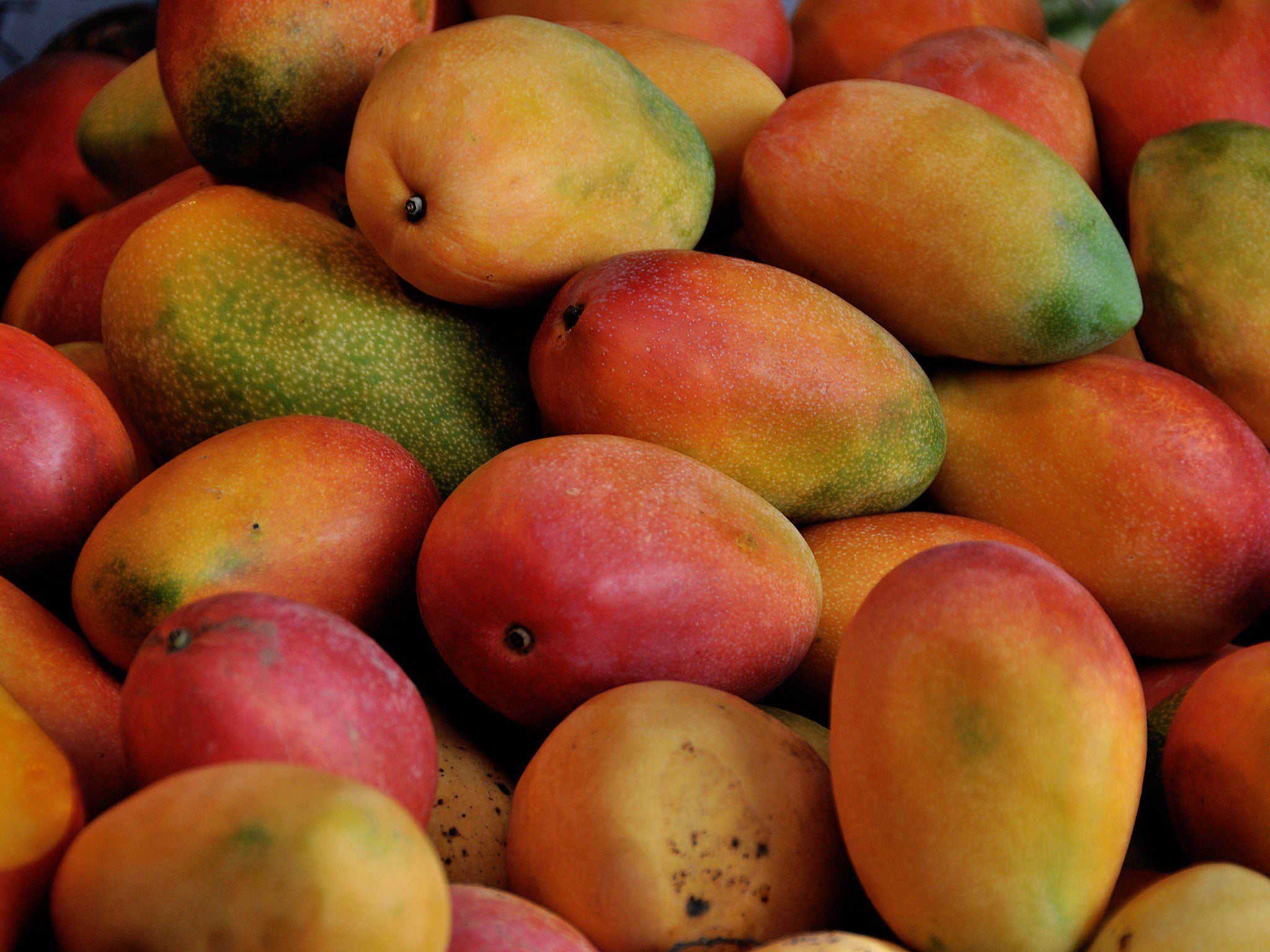 Bihar is a major producer of mangoes 