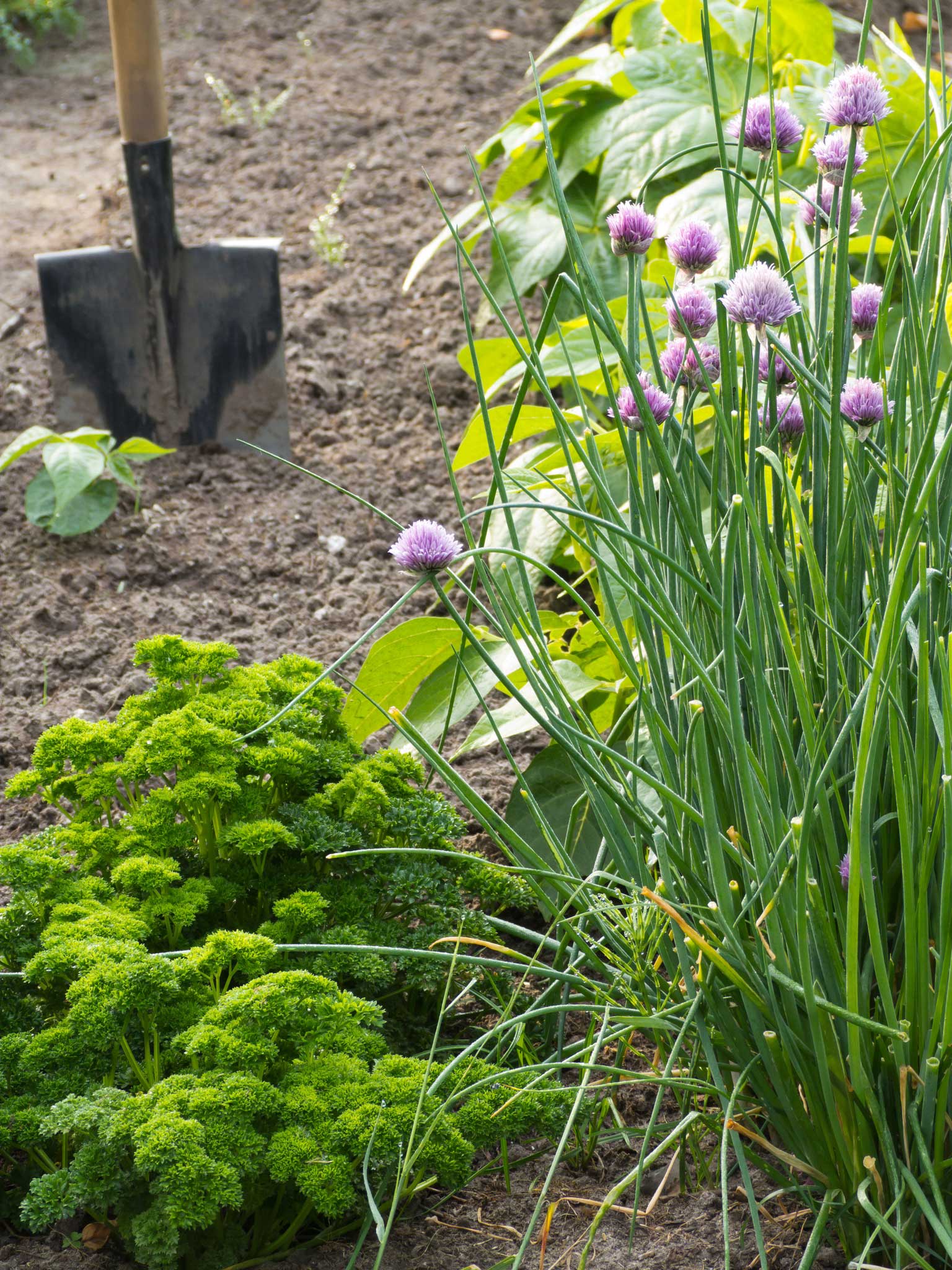 Parsley growing in a herb patch. Grown from seed in August, it will take six weeks to germinate