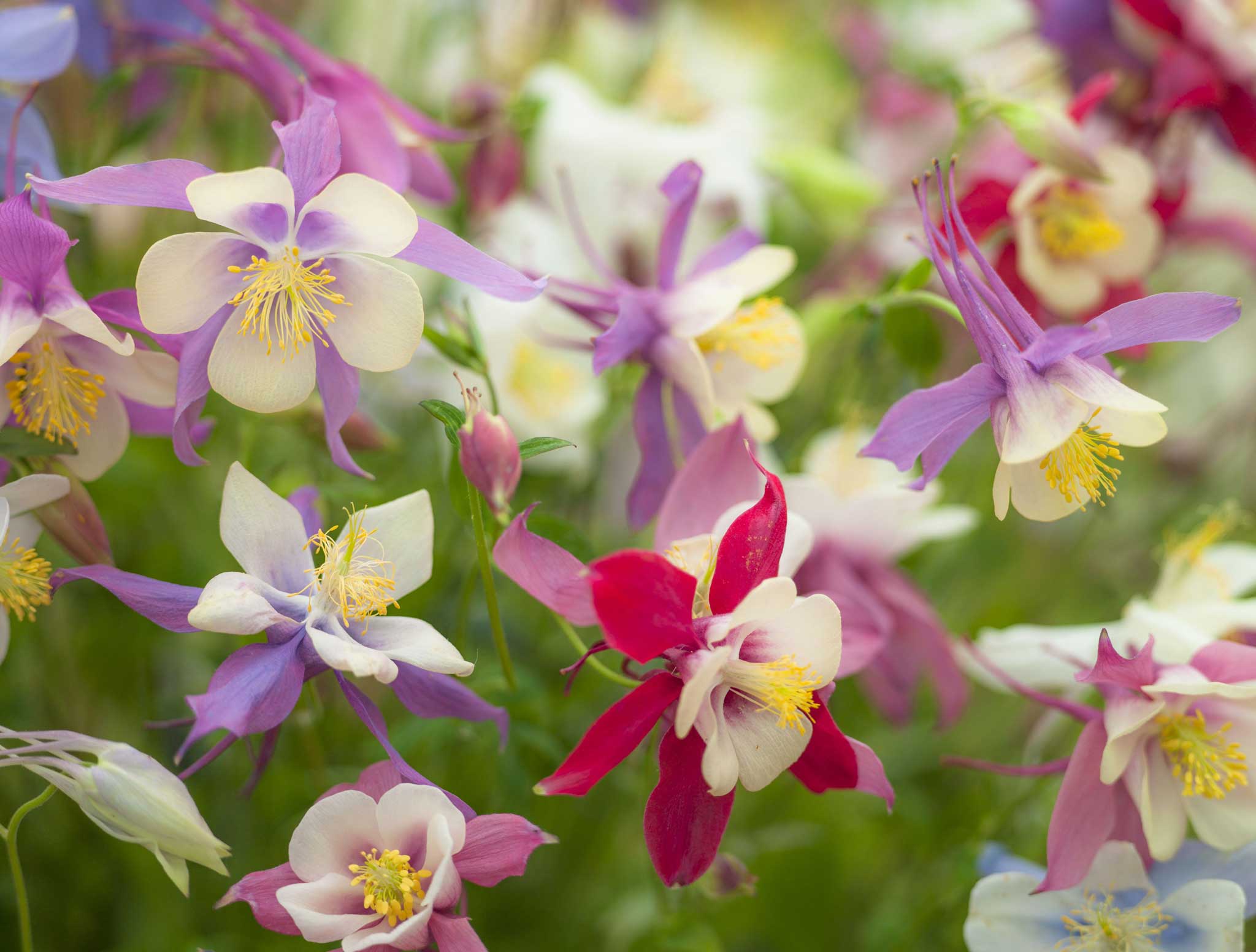 Aquilegias germinate best if sown now in pots or boxes of damp compost standing in the shade