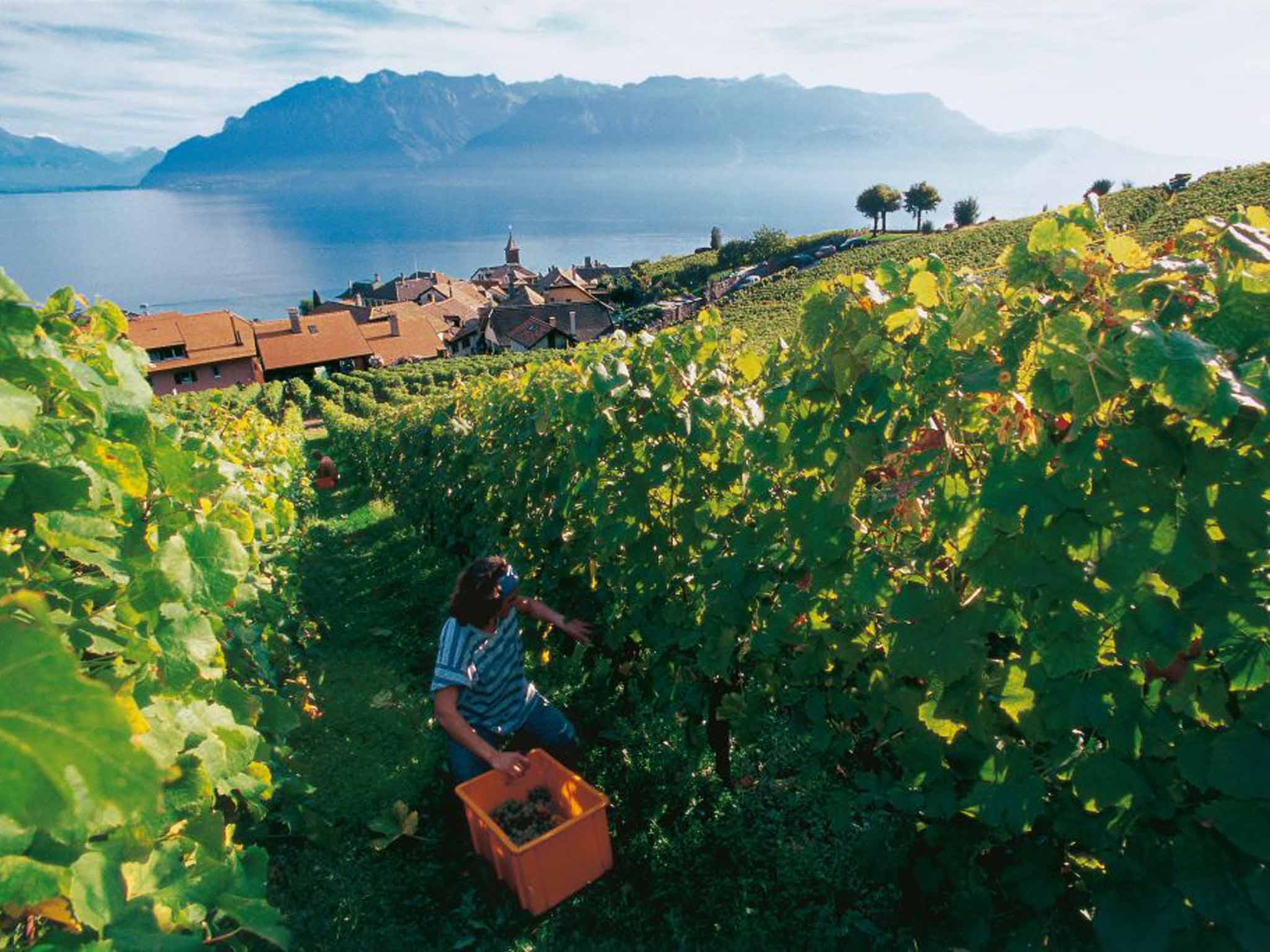 Take your pick: the vineyards of Lavaux