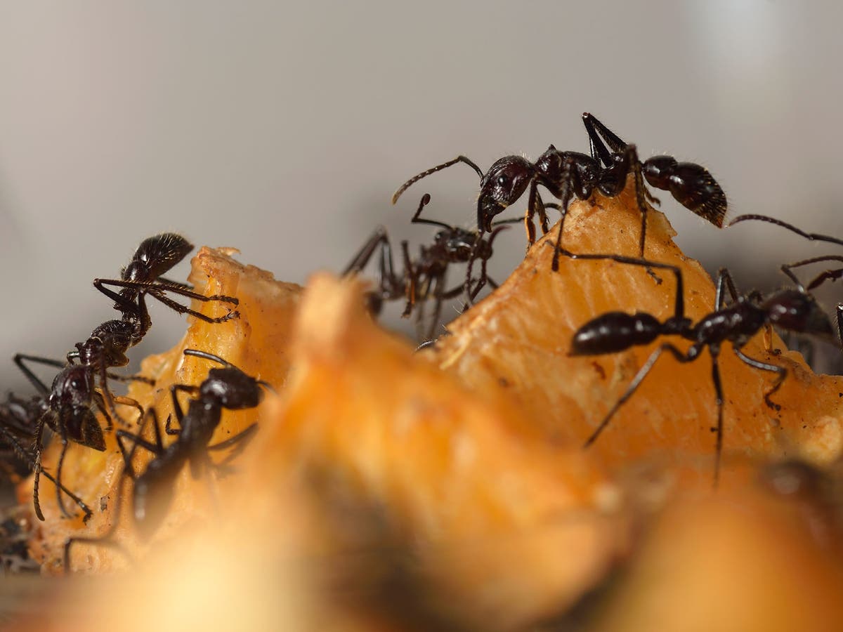 Super Ants With Deadly Attraction To Electricity Escape From Gloucestershire And Head For London The Independent The Independent