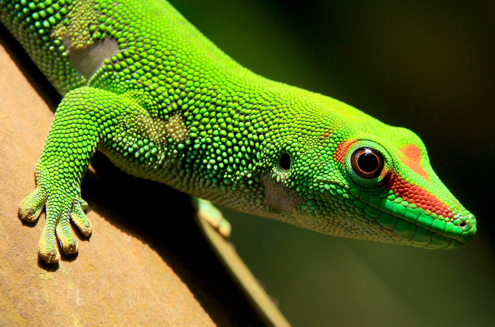 A Madagascar day gecko sits on a perch. Image: Reuters