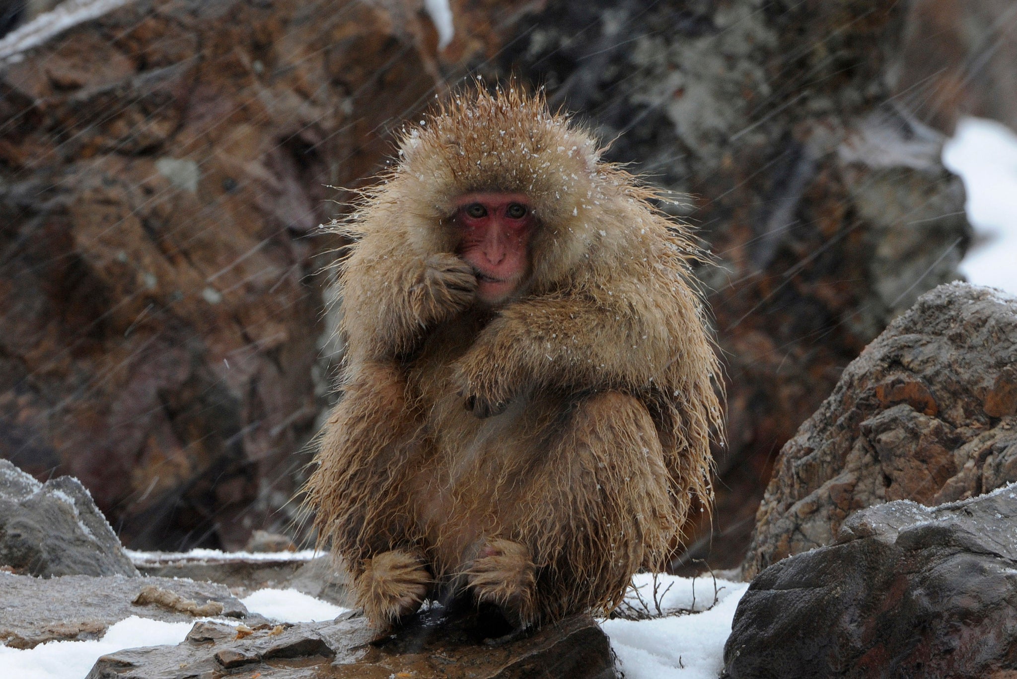 A baby Japanese macaque or snow monkey, at a wildlife zoo in Nefei in 2012