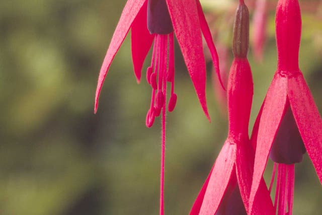 The yellowy-green foliage of Fuchsia magellanica 'Mountain Gold' stands out