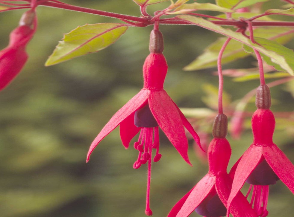Emma Townshend My garden needs a lot of maintenance but fuchsias are