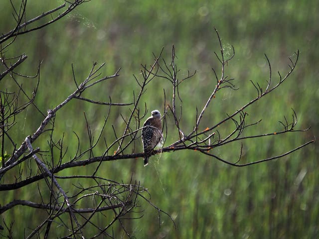  A hawk is seen resting in a tree in the Florida Everglades on August 11, 2011 in the Everglades National Park, Florida. The Obama administration announced it will pump $100 million into Everglades restoration. The money will go to buy land from ranchers 